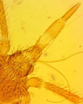 Common bed bug (Cimex lectularius) mouthparts - permanent slide plate under h Stock Photos