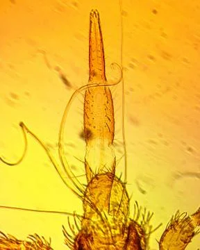 Common bed bug (Cimex lectularius) mouthparts - permanent slide plate under h Stock Photos