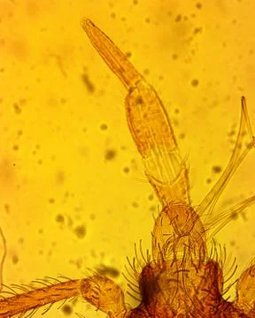 Common bed bug (Cimex lectularius) mouthparts - permanent slide plate under h Foto stock
