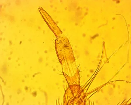 Common bed bug (Cimex lectularius) mouthparts - permanent slide plate under h Stock Photos