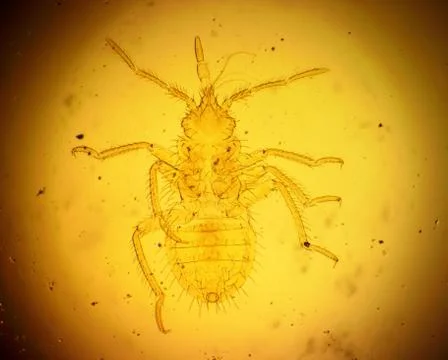 Common bed bug (Cimex lectularius) first nymph - permanent slide plate under Stock Photos