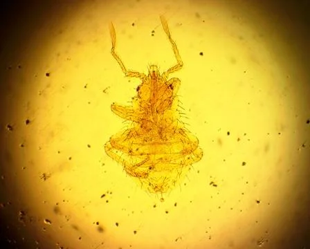 Common bed bug (Cimex lectularius) first nymph - permanent slide plate under Stock Photos