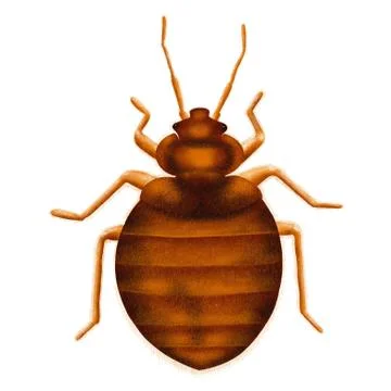 Common Bedbug Cimex lectularius. Bed bug, drawn illustration, isolated on white Stock Illustration