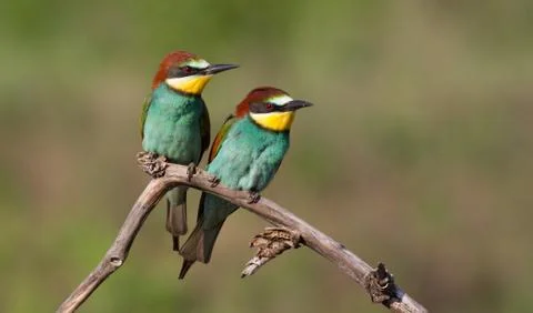 Common bee-eater, European bee-eater, Merops apiaster. Bird family sits toget Stock Photos