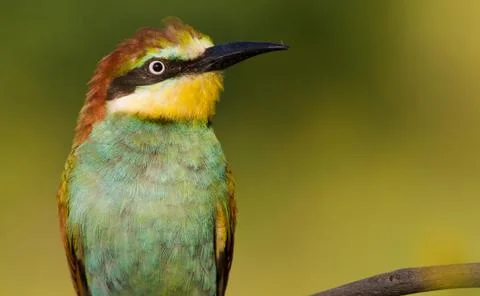 Common bee-eater, merops apiaster. Close-up Stock Photos