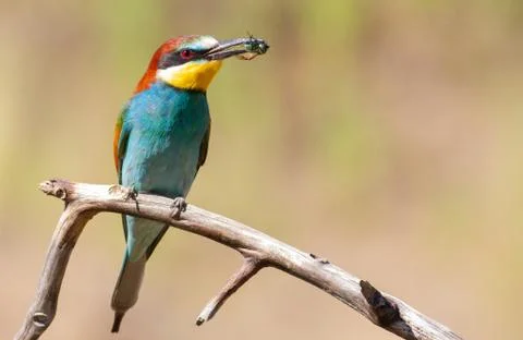 Common bee-eater, merops apiaster. Bird with prey Stock Photos