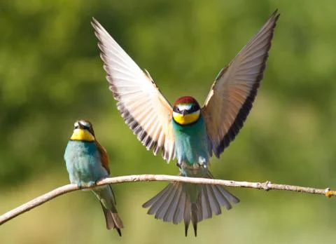 Common bee-eater, merops apiaster. Bird family Stock Photos