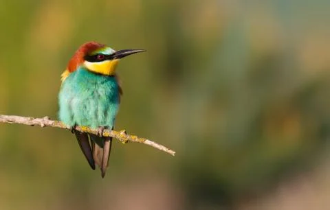 Common bee-eater, Merops apiaster. The bird sits on a beautiful branch and ba Foto stock