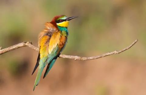 Common bee-eater, Merops apiaster. The bird sits on a beautiful branch and ba Stock Photos