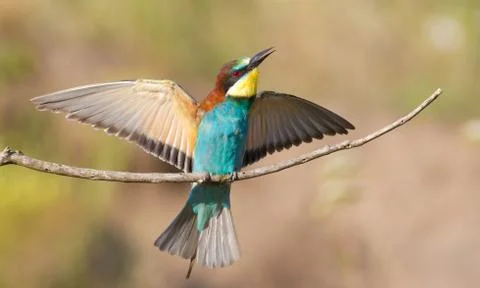Common bee-eater, Merops apiaster. A very beautiful bird sits on a branch, sp Foto stock