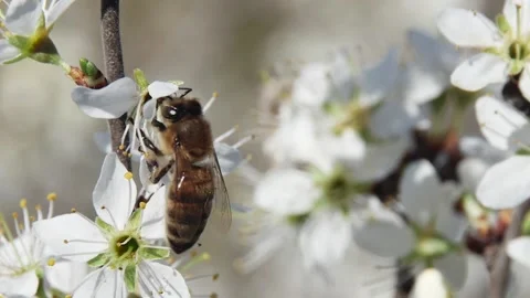 A common bee pollinates a flower on a fruit tree Vídeos de archivo 237215659
