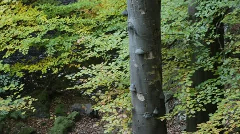 Common beech (Fagus sylvatica) and tinder fungus (Fomes fomentarius) at a Stock Footage 12967426