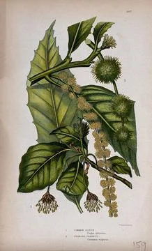 Common beech (Fagus sylvatica) and Spanish chestnut (Castanea sativa): leaf.. Stock Illustration
