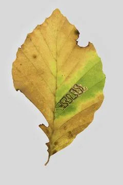 Common beech Fagus sylvatica feeding pattern of a leaf miner undetermined Foto stock
