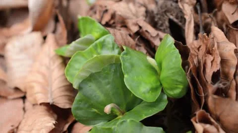 Common beech (Fagus sylvatica) Stock Footage 12678484