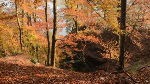 Common beech (Fagus sylvatica) Stock Footage 12766301