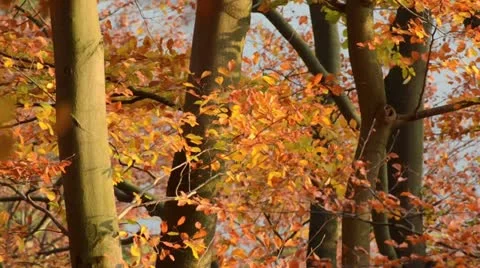 Common beech (Fagus sylvatica) Stock Footage 12766321