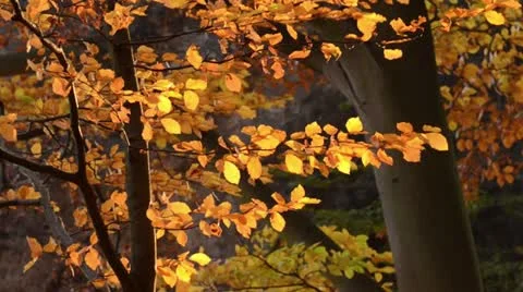 Common beech (Fagus sylvatica) Stock Footage 12766333