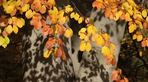 Common beech (Fagus sylvatica) Stock Footage 12766655