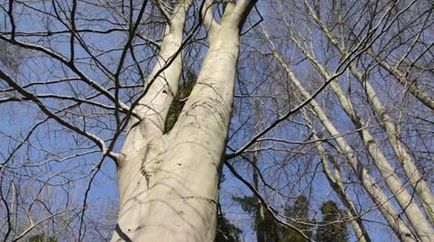 Common beech (Fagus sylvatica) Stock Footage 13795344