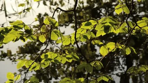 Common beech (Fagus sylvatica) Stock Footage 17759881