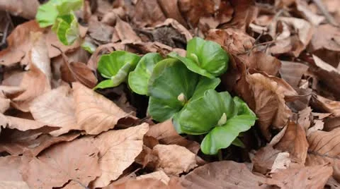 Common beech (Fagus sylvatica) Stock Footage 18079137