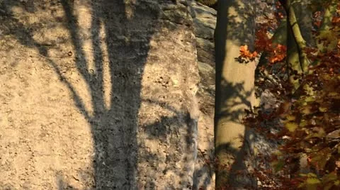 Common beech (Fagus sylvatica) in front of sandstone rocks Video stock 12766291