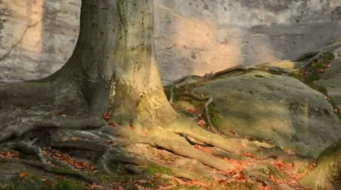 Common beech (Fagus sylvatica) in front of sandstone rocks Stock Footage 12766316