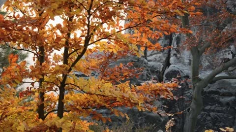 Common beech (Fagus sylvatica) in front of sandstone rocks Stock Footage 12766396