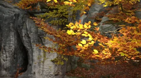 Common beech (Fagus sylvatica) in front of sandstone rocks Stock Footage 12766771