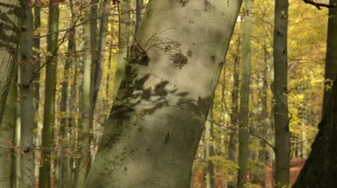 Common beech (Fagus sylvatica) in Grumsin Beech Forest, Biosphere Reserve Stock Footage 18008536