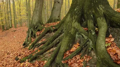 Common beech (Fagus sylvatica) in Grumsin Beech Forest, Biosphere Reserve Stock Footage 18008539