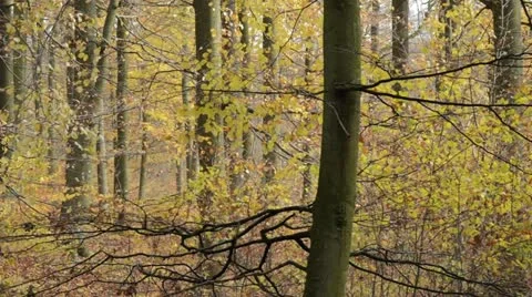 Common beech (Fagus sylvatica) in Grumsin Beech Forest, Biosphere Reserve Stock Footage 18008542