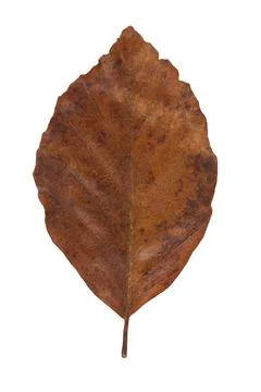 Common beech Fagus sylvatica leaf with autumn colouring Germany Europe Stock Photos