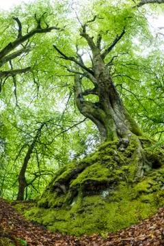 Common beech (Fagus sylvatica) tree in spring, Exmoor National Park, North Stock Photos