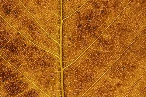 Common beech (Fagus sylvatica) tree close up of an autumn colour leaf, England, Stock Photos