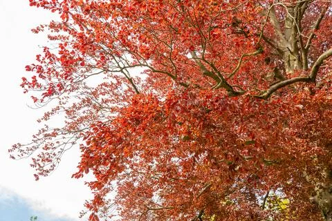 Common beech or Fagus Sylvatica tree in Zurich in Switzerland Stock Photos