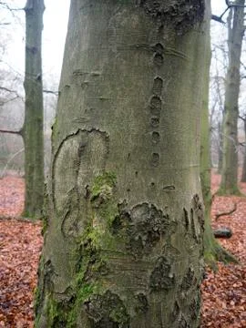 Common beech tree, Fagus sylvatica Stock-Fotos