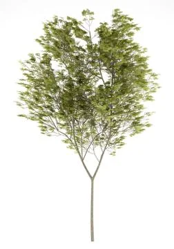 Common beech tree isolated on white background. 3d illustration Stock Illustration