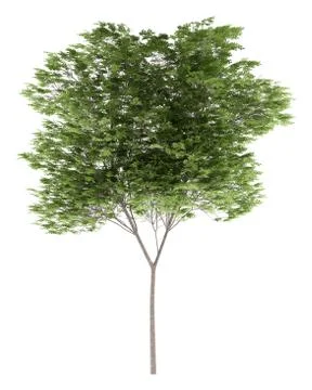 Common beech tree isolated on white background. 3d illustration Stock Illustration