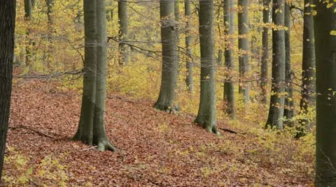 Common beeches (Fagus sylvatica) in Grumsin Beech Forest, Biosphere Reserve Stock Footage 18008561