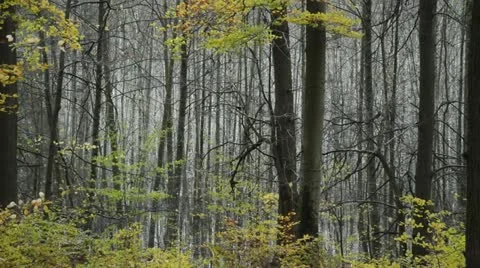 Common beeches (Fagus sylvatica) in Grumsin Beech Forest, Biosphere Reserve Stock Footage