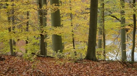 Common beeches (Fagus sylvatica) in Grumsin Beech Forest, Biosphere Reserve Stock Footage 18008580
