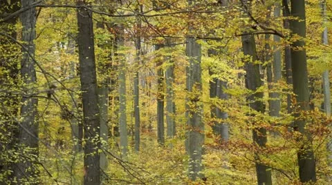 Common beeches (Fagus sylvatica) in Grumsin Beech Forest, Biosphere Reserve Stock Footage 18008582