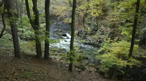 Common beeches (Fagus sylvatica) at a mountain brook, Bode Valley Nature Stock Footage 12965829