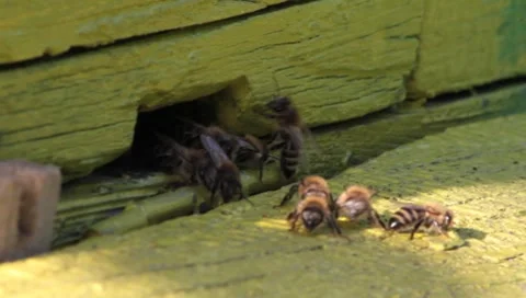 Common Bees, Apis mellifera Stock Footage 8563329