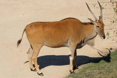 Common beisa oryx (Oryx beisa beisa), species of antelope from East Africa Stock Photos
