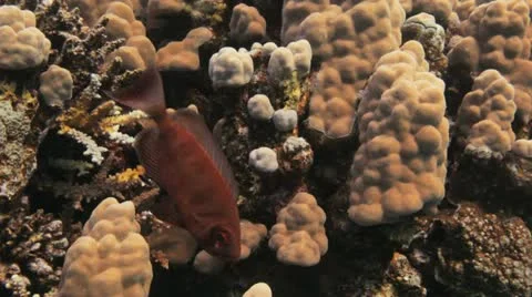 Common big eye fish at the reef 库存影片 22638916