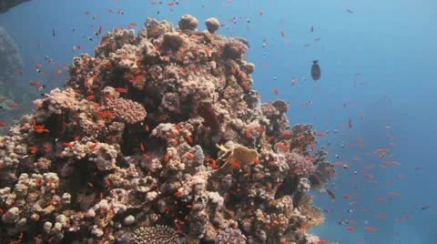 Common big eye fish  surrounded by lots of red anthiasat the reef Stock Footage 22638922