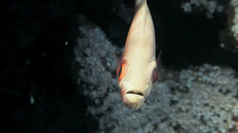 Common big eye Stock Footage 22710527